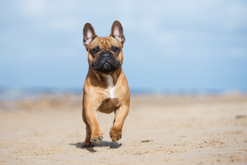 red french bulldog dog on a beach