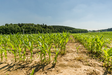 Fototapeta na wymiar Agricultural field of growing corn with trees in the background and blue sky