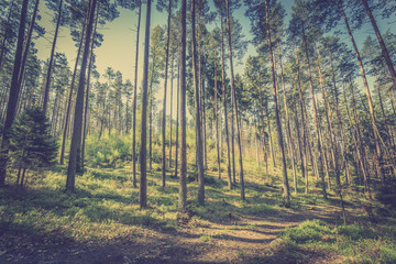 Picture of pine forest, vintage photo taken in Poland in springtime season, landscape
