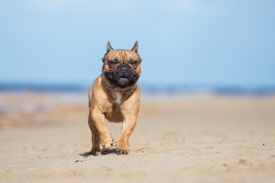 happy french bulldog running on a beach