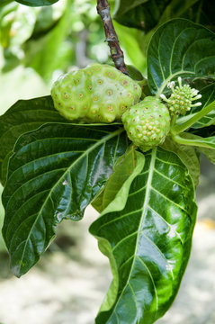 A  Noni Fruit