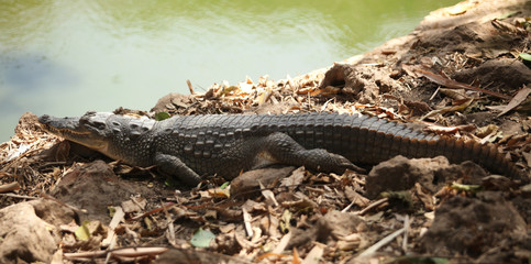 crocdile by water pond