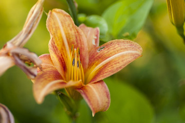 orange lily bloom