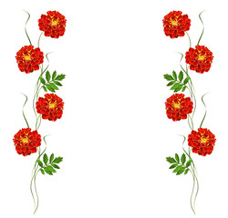 bright colorful flowers marigolds isolated on white background