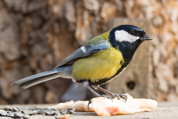 tit on a branch