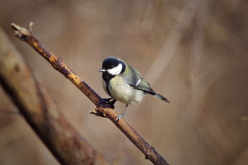 great tit (Parus major)