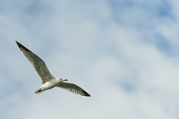Obraz premium Gabbiano in volo