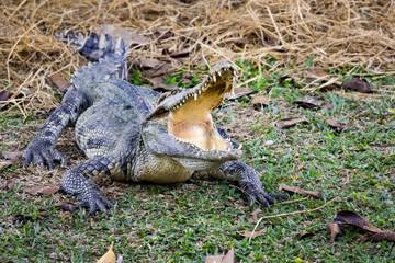 Image of a crocodile on the grass. Reptile Animals.