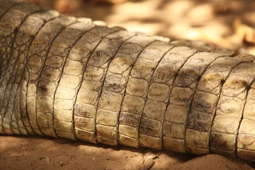 Photo sur Aluminium Crocodile crocodile - détail de la queue