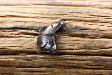 Butterfly on wood