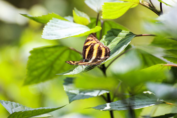 Butterfly on leaf