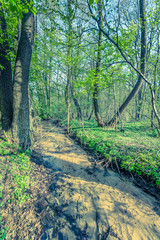 Fototapeta premium Green forest and river, spring forest landscape, vintage photo