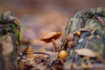First mushrooms