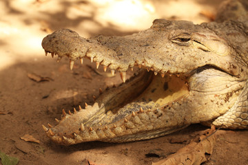 crocodile jaw