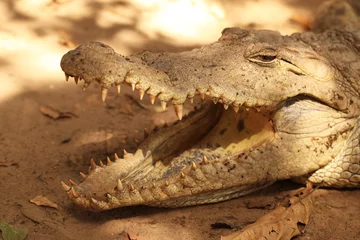 Foto op Plexiglas Krokodil krokodillenkaak