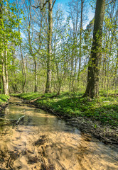 Green forest and river, spring forest landscape