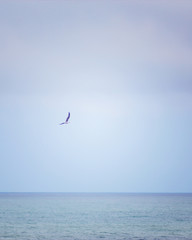 Gaviota