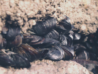 Mejillones