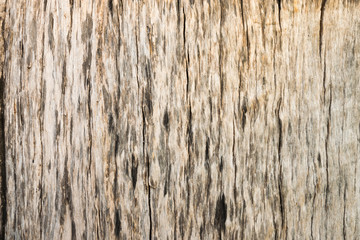  Very beautiful old wood for material background
