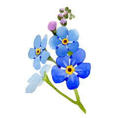 Naklejka na ściany i meble Wildflower myosotis arvensis flower in a watercolor style isolated.