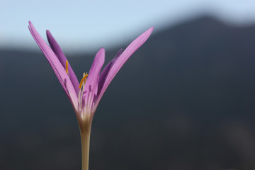 Fototapeta premium Flower