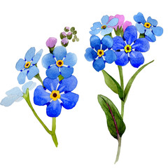 Wildflower myosotis arvensis flower in a watercolor style isolated.