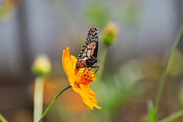 Monarch butterfly on an orange flowers with a colorful background