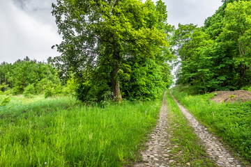 Fototapeta na wymiar Rural road in the summer countryside scenery of cobblestone path and trees