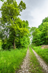 Fototapeta premium Summer landscape of road, green grass and trees with lush foliage