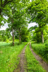 Fototapeta na wymiar Rural path and trees with lush foliage in the summer, landscape