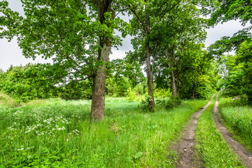 Countryside landscape of road and trees in the summer