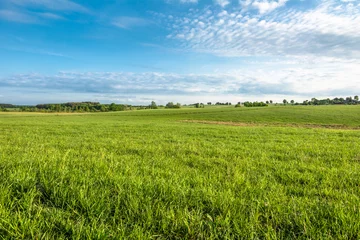 Deurstickers Grasveld, groen lentelandschap © alicja neumiler