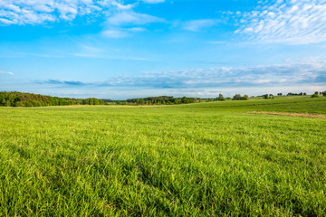 Green grass field and blue sky in spring landscape
