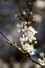 Cluster of White Tree Blossoms - Hawthorn tree