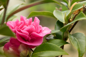 Camellia japonica 'Wilamina' Plant, shrub