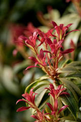 Pieris 'Flaming Silver', Japonica