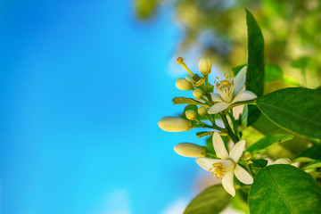 Flowers of an orange tree on a branch against the sky. Space for text