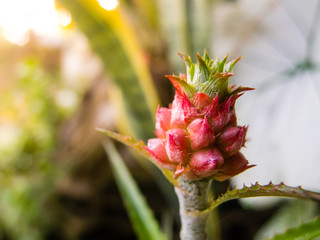 close up bromeliad or Urn Plant flower