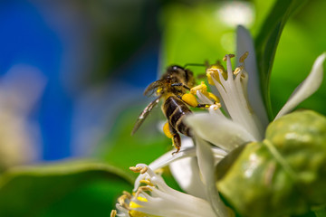 Bee on an orange tree flower. White flowers on the brunch of the tree against the sky. Macro