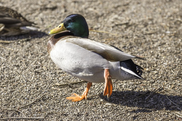 Colorful mallard duck walking and raising a webbed foot while on pebbled beach