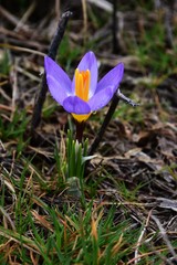 Krokus