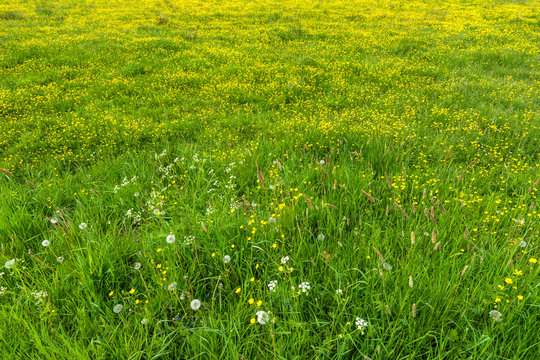 Fototapeta Spring grass, texture with flowers on meadow