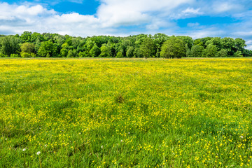 Blooming meadow with yellow flowers in spring sunny day and blue sky