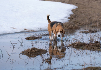 Beagle dog walking in the spring puddles