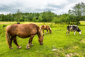 Beautiful horses on green field in spring, countryside scenery