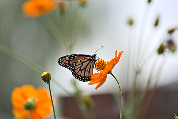 Beautiful butterfly in an orange flower with a colorful background - obrazy, fototapety, plakaty