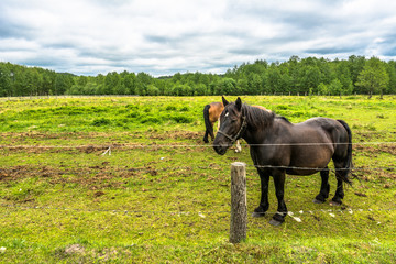 Beautiful horses grazing on green field, horse farm, countryside landscape