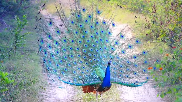A WILD male Indian Peacock (Pavo cristatus) in breeding condition displays to attract a mate and defend territory in Jim Corbett National Park, Ramnagar, India. AKA Indian or Blue Peafowl.