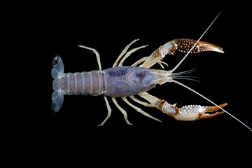 crayfish