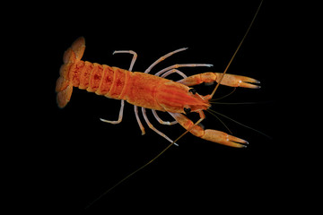 crayfish